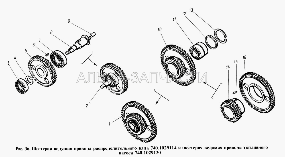 Шестерня ведущая привода распределительного вала и шестерня ведомая привода топливного насоса (740.1029115 Шестерня ведущая в сборе) 